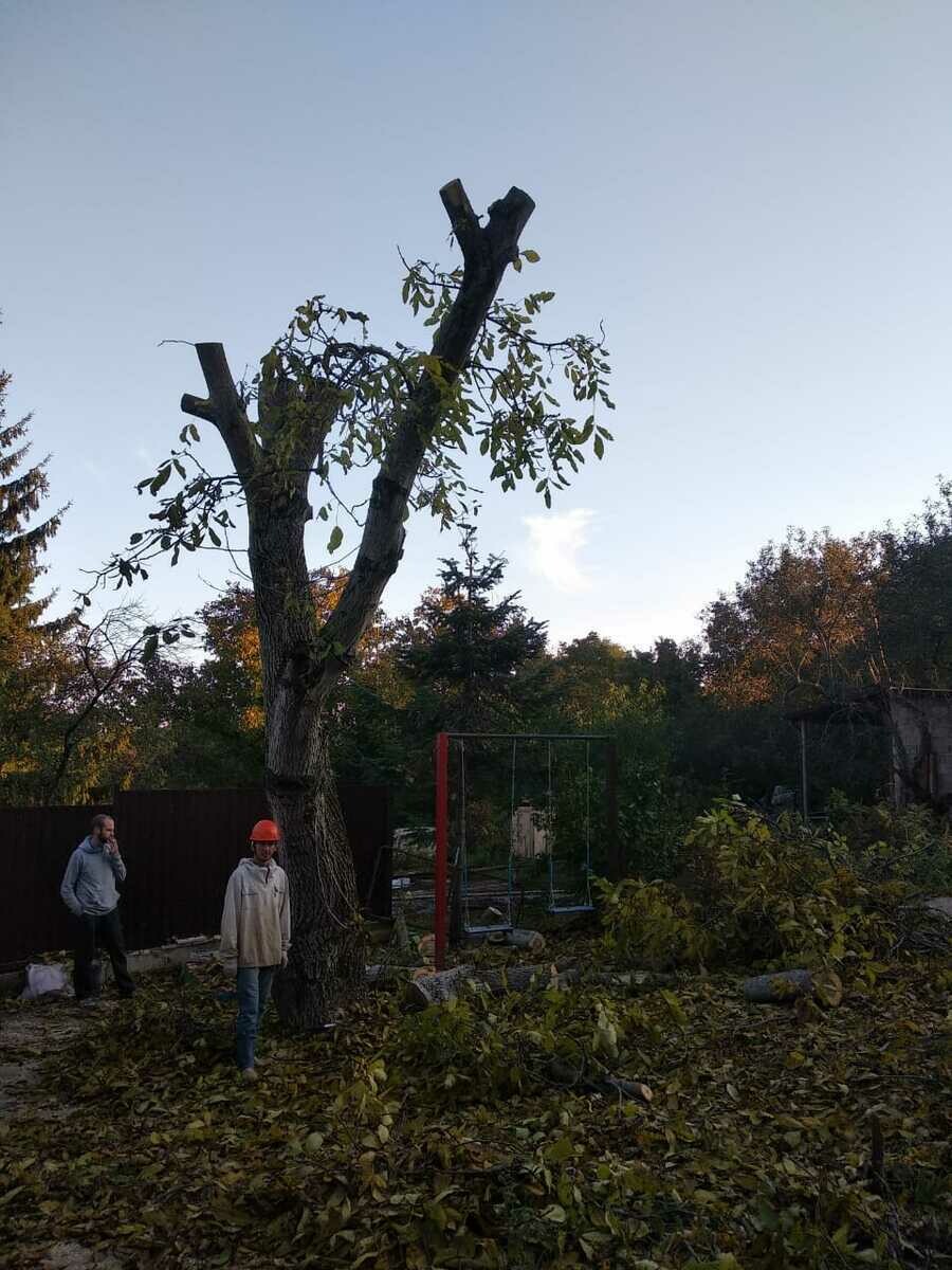 Спил деревьев ставрополь